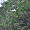 Imagem de Amphilophium carolinae (Lindl.) L. G. Lohmann