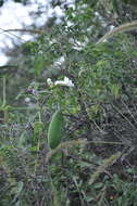 Imagem de Amphilophium carolinae (Lindl.) L. G. Lohmann