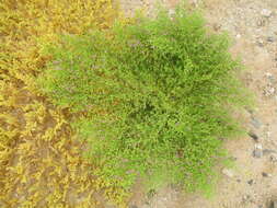 Image de Fagonia scabra Forsk.