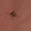 Image of Mosquito