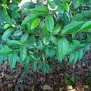 Imagem de Cinnamomum burmannii (Nees & T. Nees) Bl.