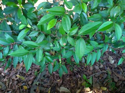 Imagem de Cinnamomum burmannii (Nees & T. Nees) Bl.