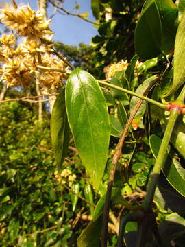 Image of Gomphrena vaga C. Mart.