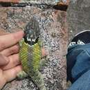 Sceloporus mucronatus Cope 1885 resmi