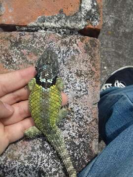 Sceloporus mucronatus Cope 1885 resmi