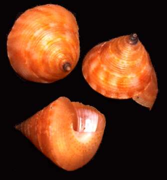 صورة Calliostoma ticaonicum (A. Adams 1853)