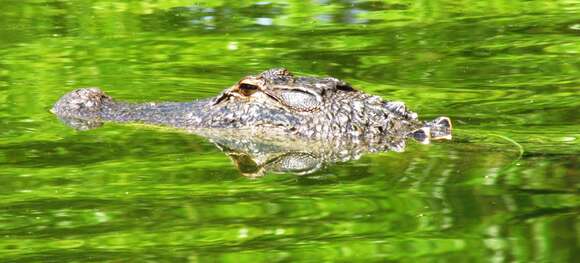 Image of alligators