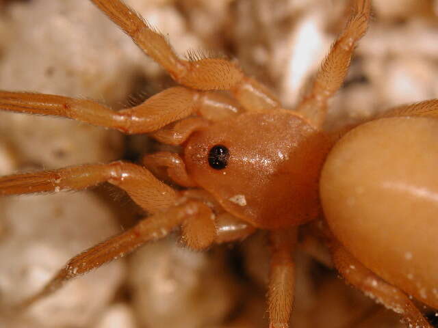 Image of bright lungless spiders