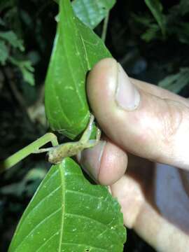 صورة Pristimantis diadematus (Jiménez de la Espada 1875)