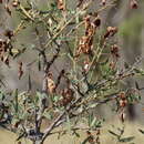 Acacia victoriae subsp. victoriae resmi