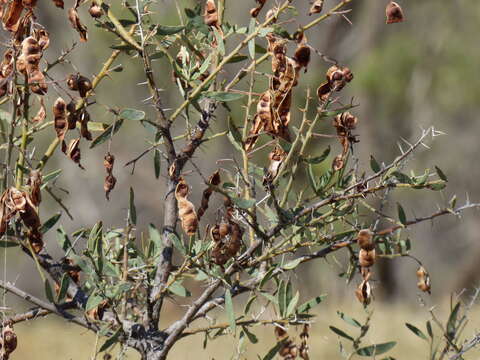 Sivun Acacia victoriae subsp. victoriae kuva