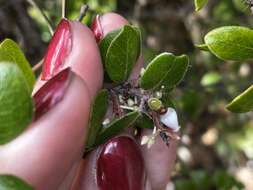 Plancia ëd Arctostaphylos nummularia subsp. nummularia