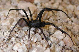 Image of plectreurid spider