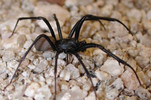 Image of plectreurid spider