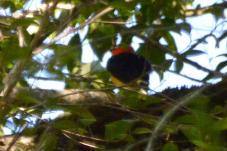 Image of Band-tailed Manakin