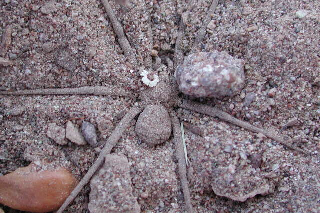 Image of dusty desert spiders