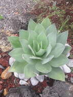 صورة Agave mitis Mart.