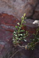 Plancia ëd Pleurocoronis laphamioides (Rose) R. King & H. Rob.