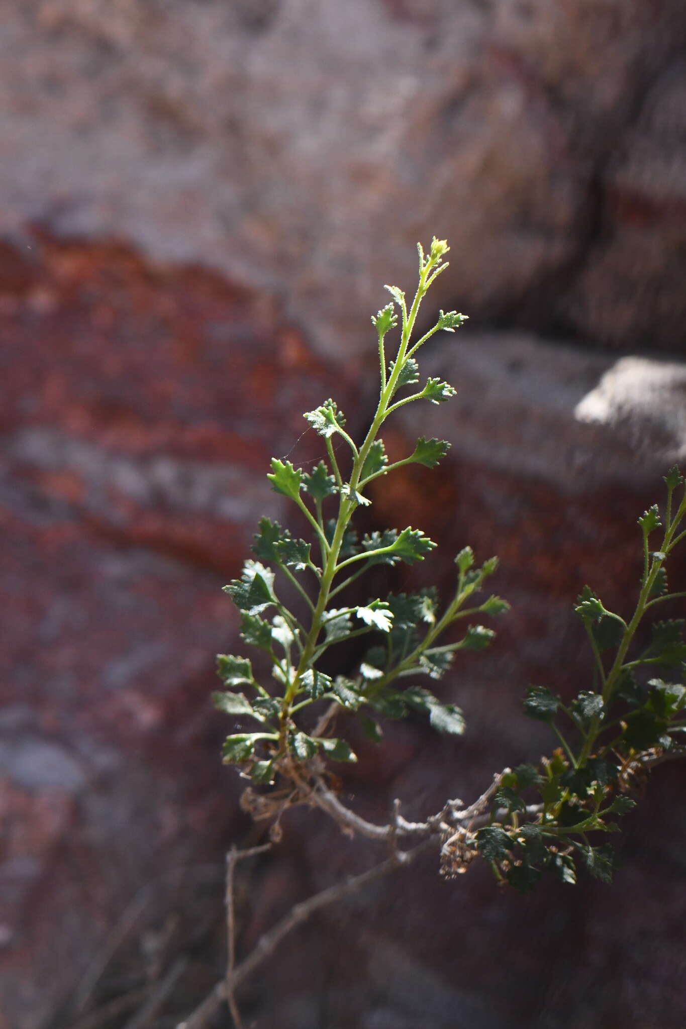 Image of Pleurocoronis laphamioides (Rose) R. King & H. Rob.