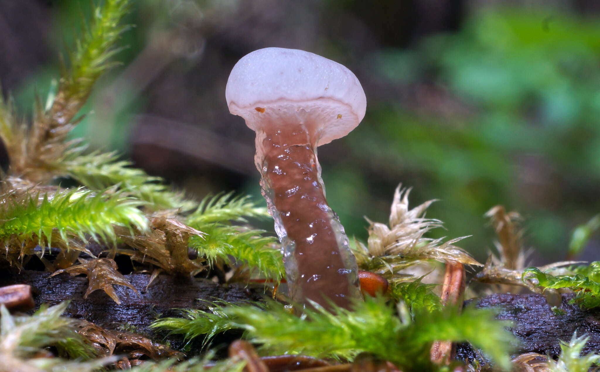 Image de Neocudoniella albiceps (Peck) Korf 1971