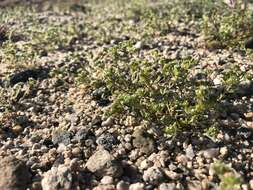 Image of Eremocarya micrantha (Torr.) Greene