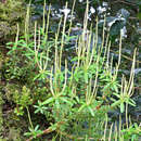 Image of Peperomia inaequalifolia Ruiz & Pav.