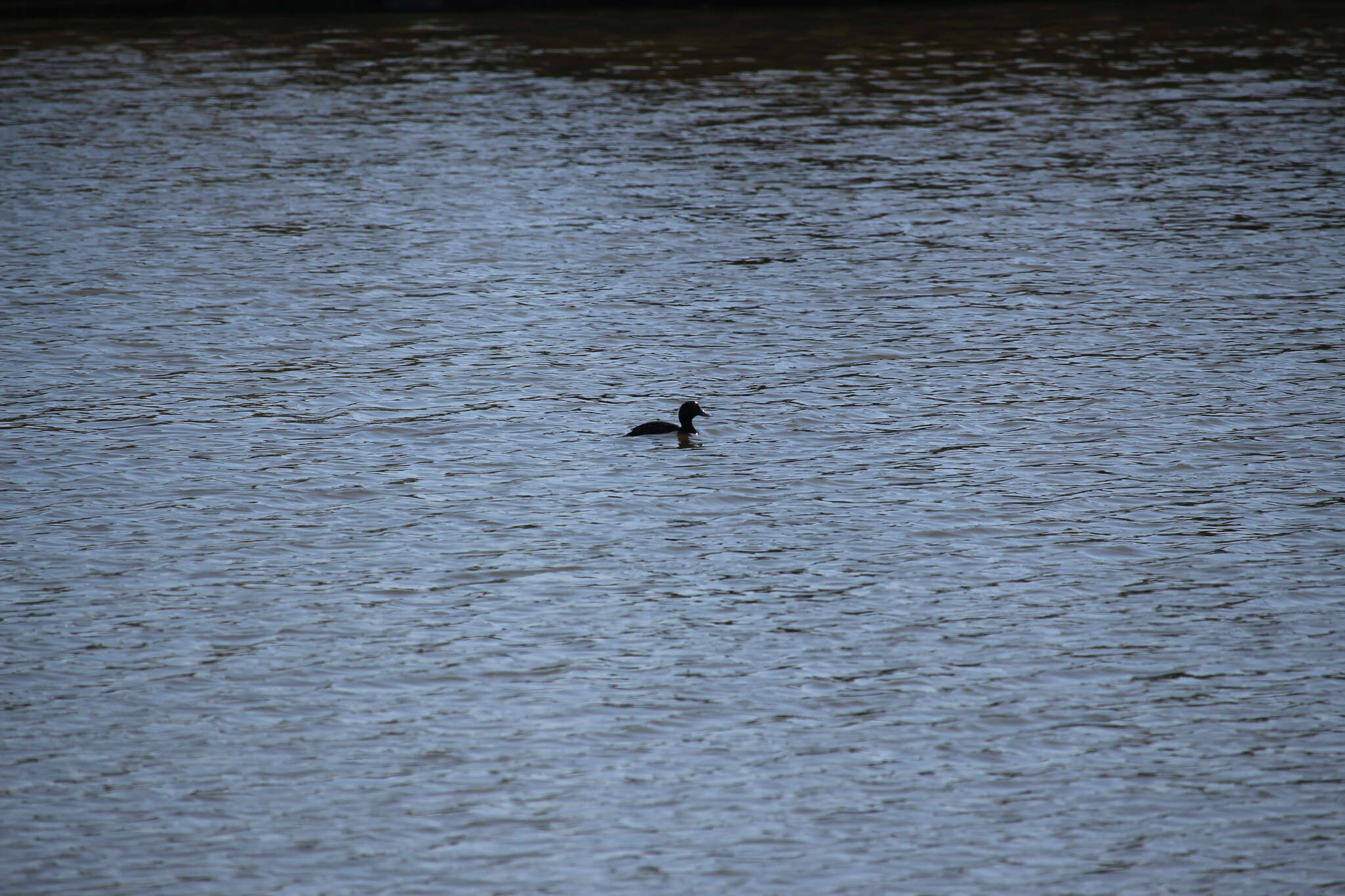 Image of New Zealand Scaup