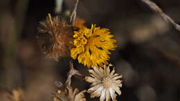 Image of Warner Springs lessingia