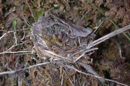 Image of wafer trapdoor spiders