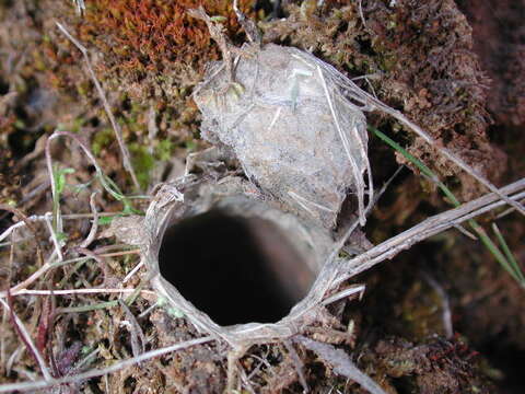 Image of wafer trapdoor spiders