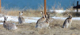 Imagem de Lepus townsendii Bachman 1839