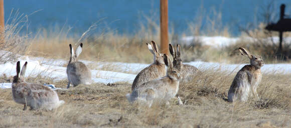 Imagem de Lepus townsendii Bachman 1839