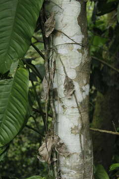 Sivun Annona rensoniana (Standl.) H. Rainer kuva