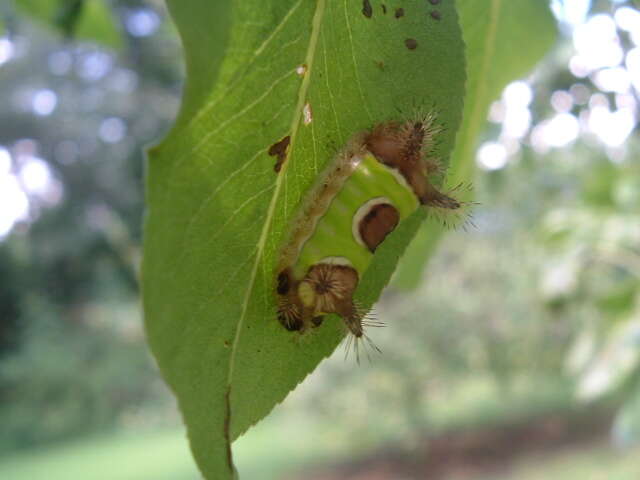 Image of Acharia stimulea