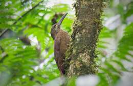 Image of Strong-billed Woodcreeper