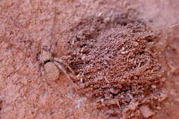 Image of dusty desert spiders