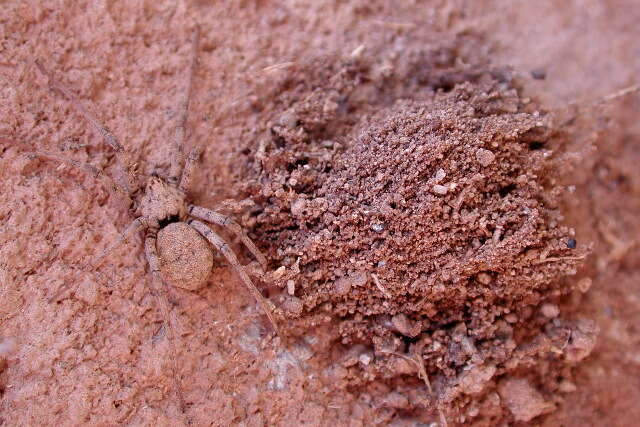 Image of dusty desert spiders