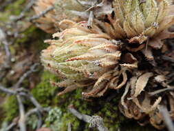 Слика од Haworthia reticulata (Haw.) Haw.