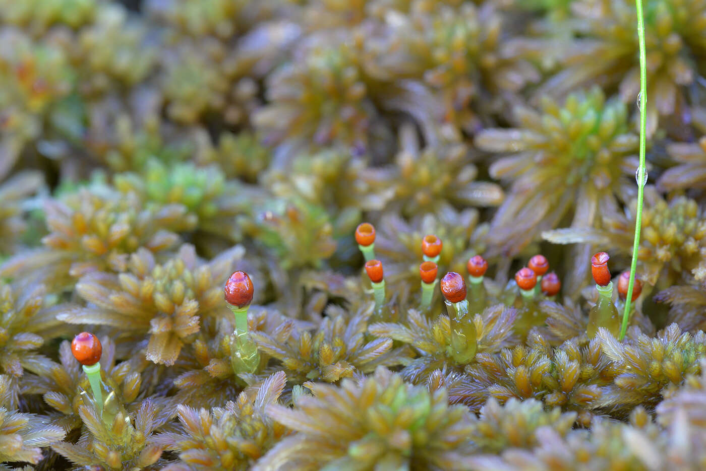 صورة Sphagnum fallax Klinggräff 1881