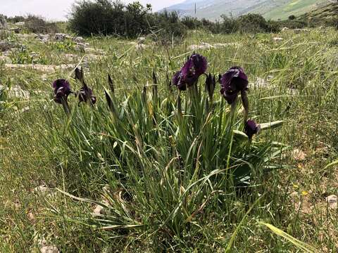 Image of Gilboa Iris