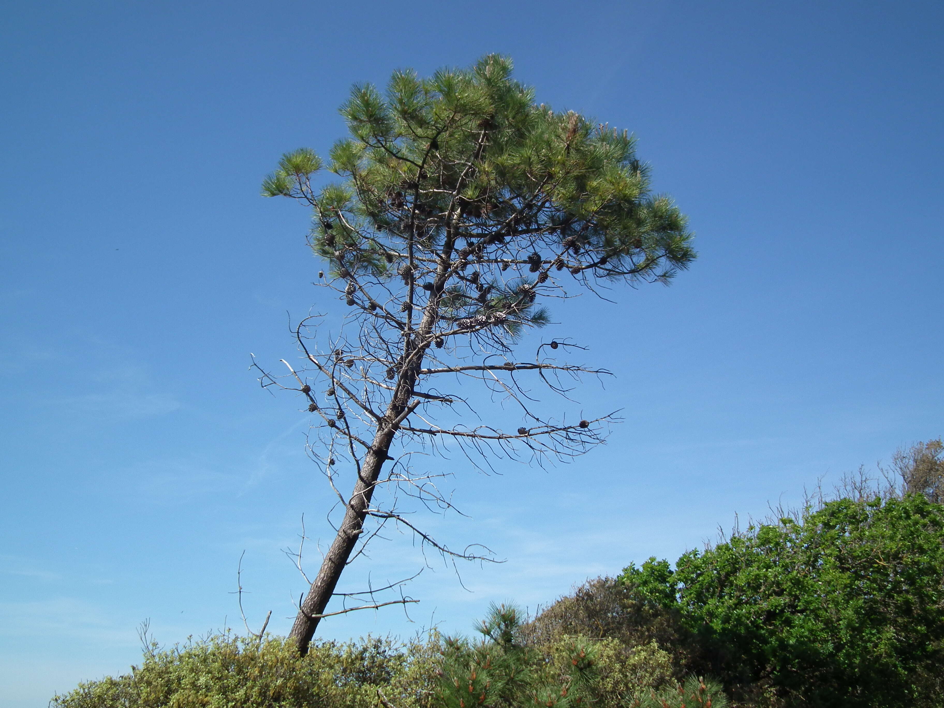 Image of Maritime Pine