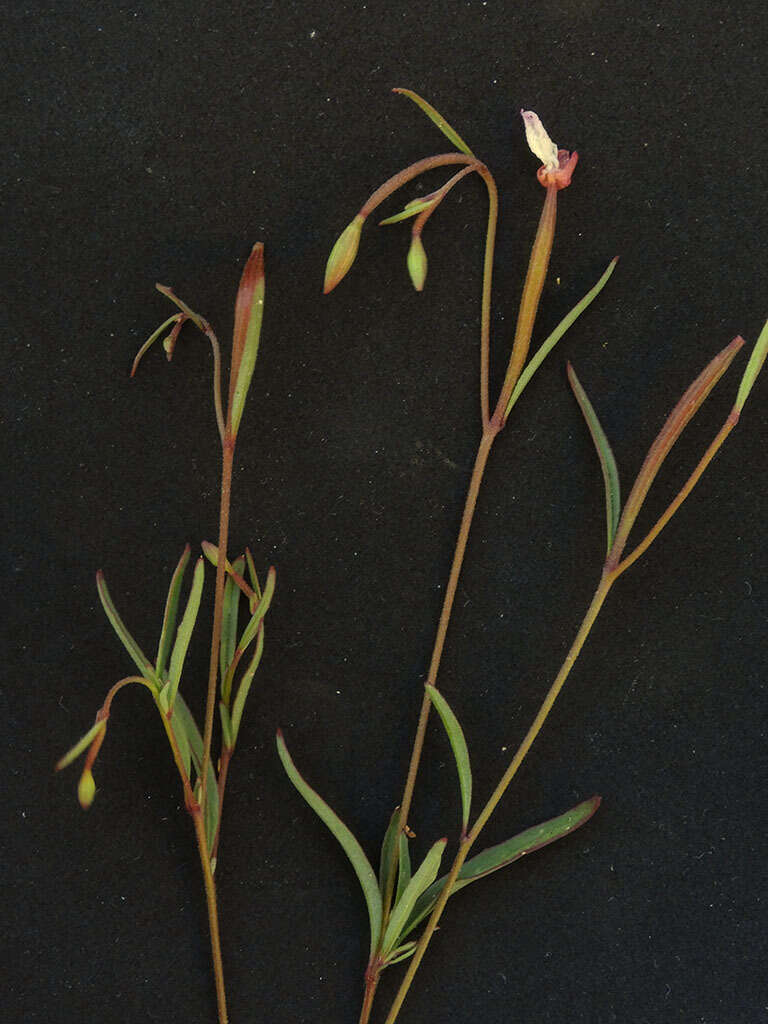 Слика од Clarkia epilobioides (Nutt.) A. Nels. & J. F. Macbr.