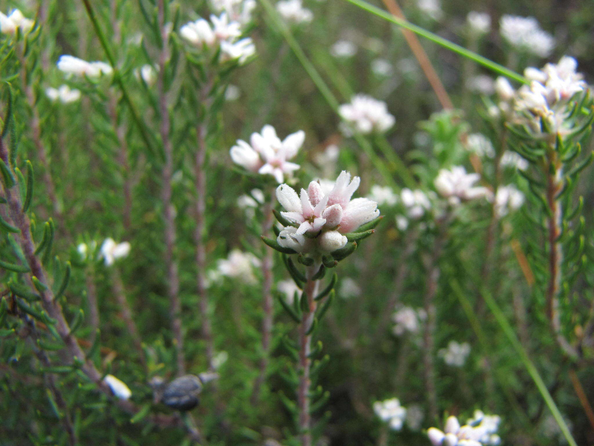 Image of Phylica galpinii Pillans