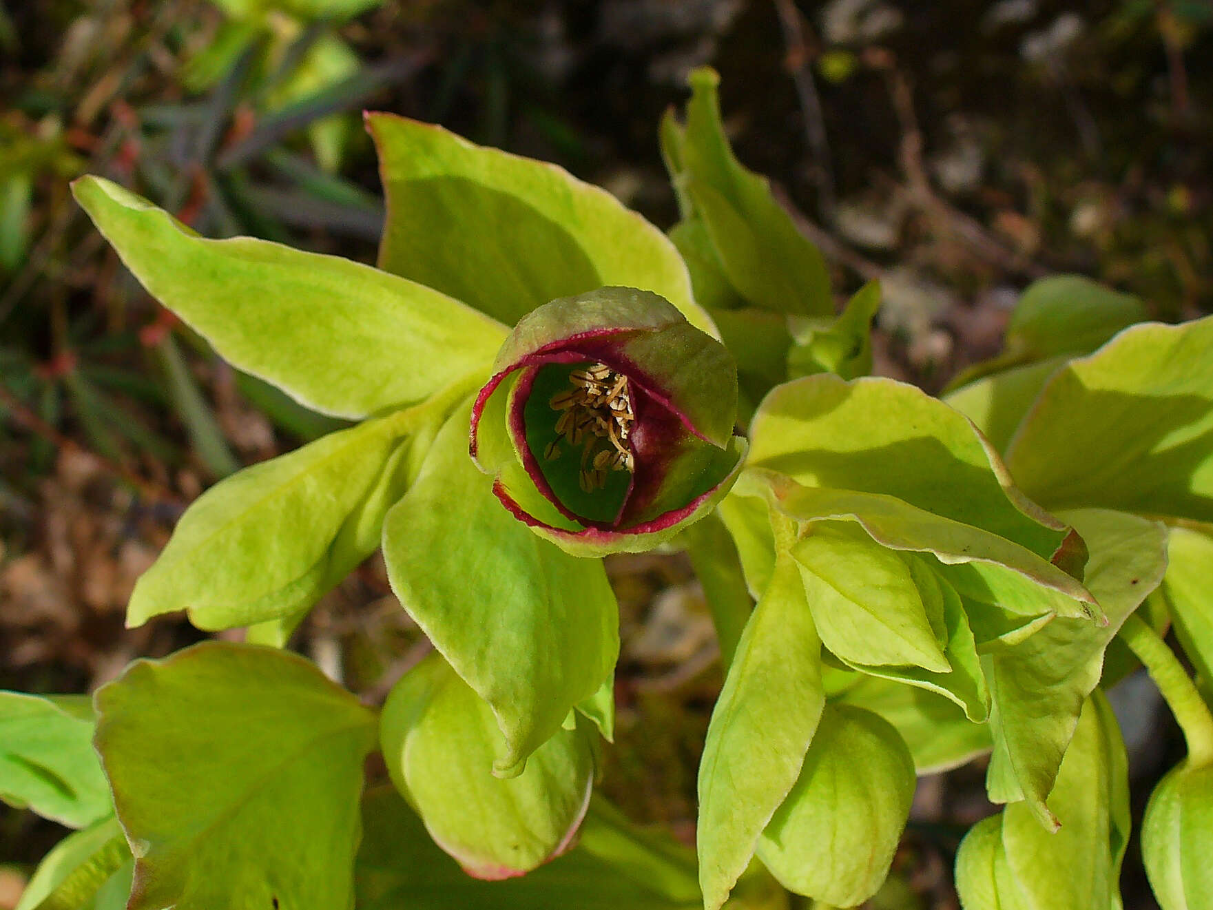 Image of Stinking Hellebore