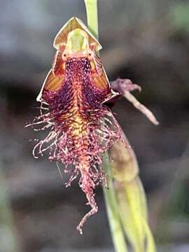 Calochilus gracillimus Rupp的圖片