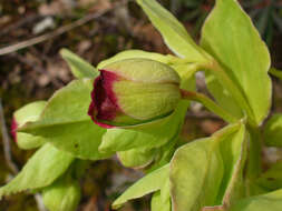 Image of Stinking Hellebore