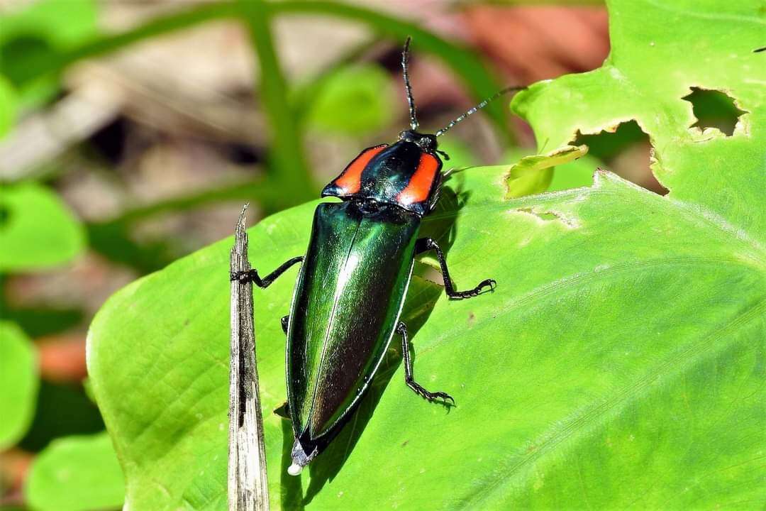 Image of Campsosternus watanabei Miwa 1927