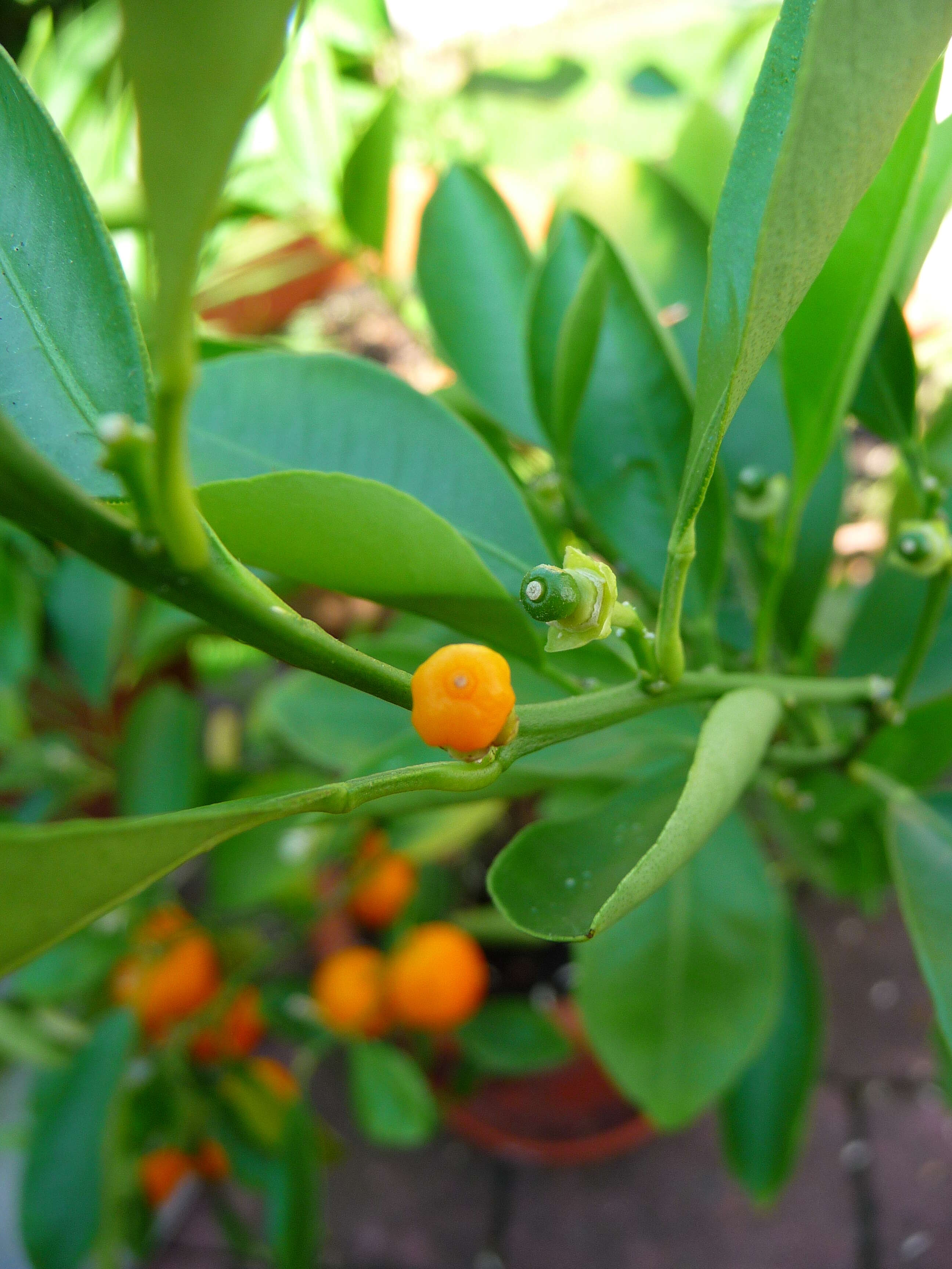 Image of Citrus reticulata