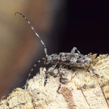 Image of Acanthocinus reticulatus (Razoumowsky 1789)