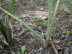 Image of Daddy-long-legs spider orchid